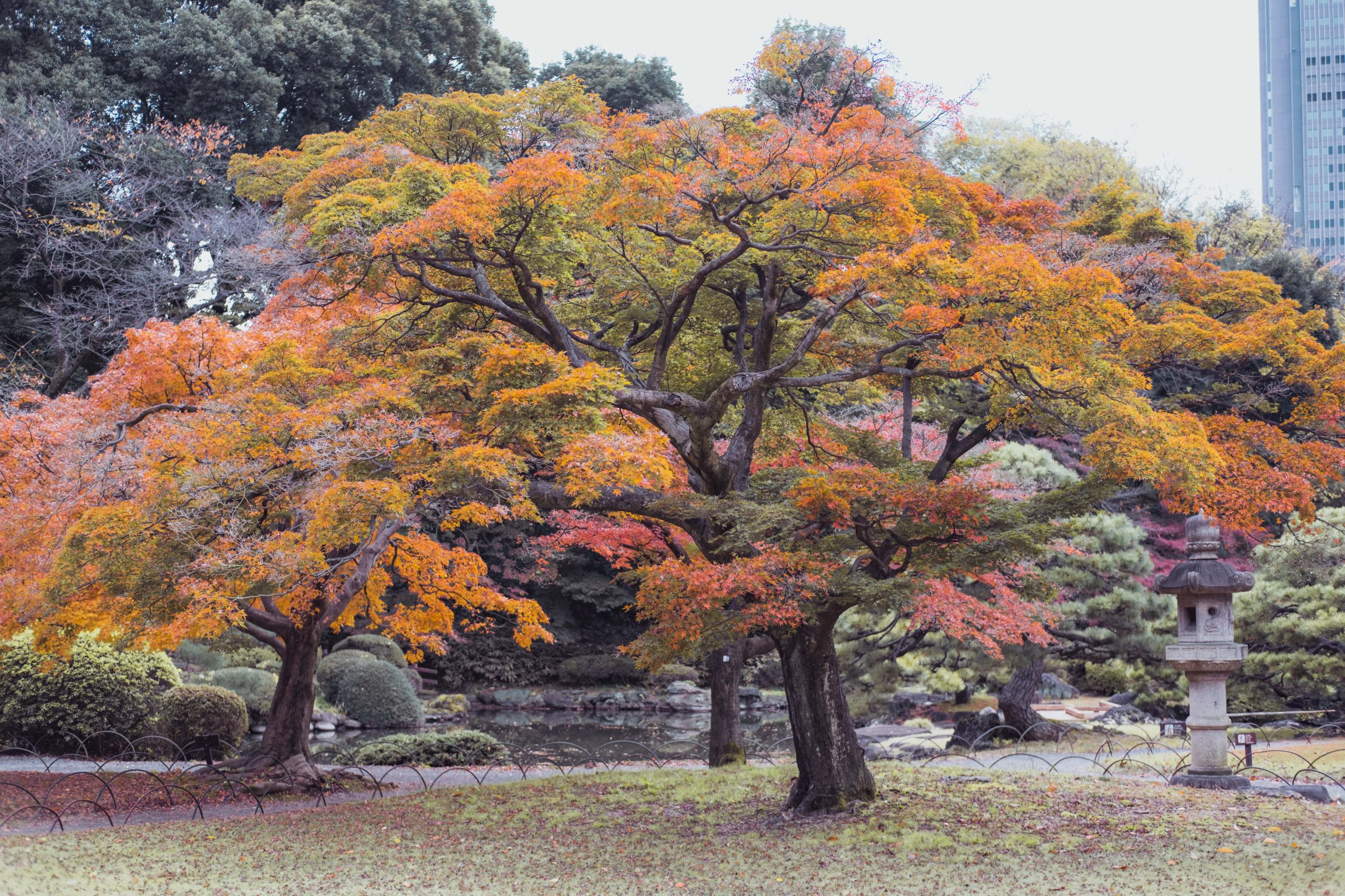 Autumn Leaves (Koyo) In Japan 2024 – Fall Colours Forecast & Viewing ...