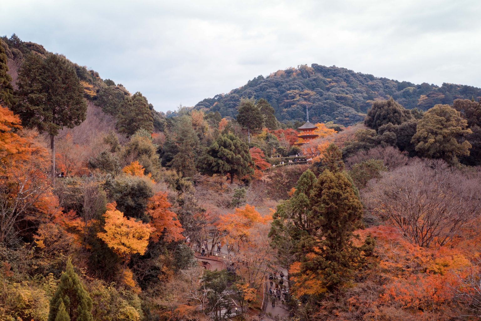 Autumn Leaves (Koyo) In Japan 2024 – Fall Colours Forecast & Viewing ...