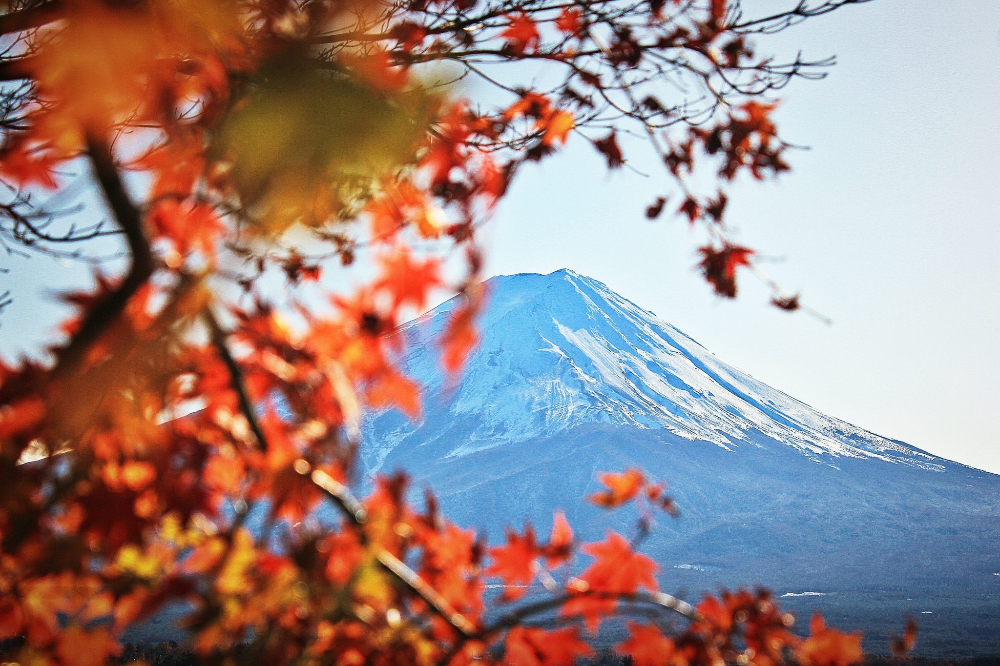 Autumn Leaves (Koyo) In Japan 2024 – Fall Colours Forecast & Viewing ...